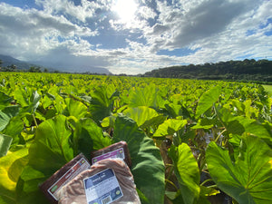 Fresh Taro Trio - Taro Mochi Cake + Kūlolo + Poi. Order by Tues 5/21 7pm HST, ship 5/28*Order early. We harvest in small batches
