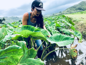 Trucker Hanalei Taro Hat White/Black